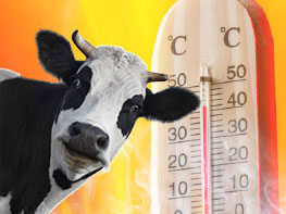 Tierwohl und konstante Milchleistung trotz Hitzesommer